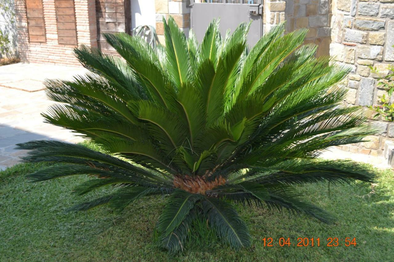 Villa Oasi Peppa Ascea Exterior foto